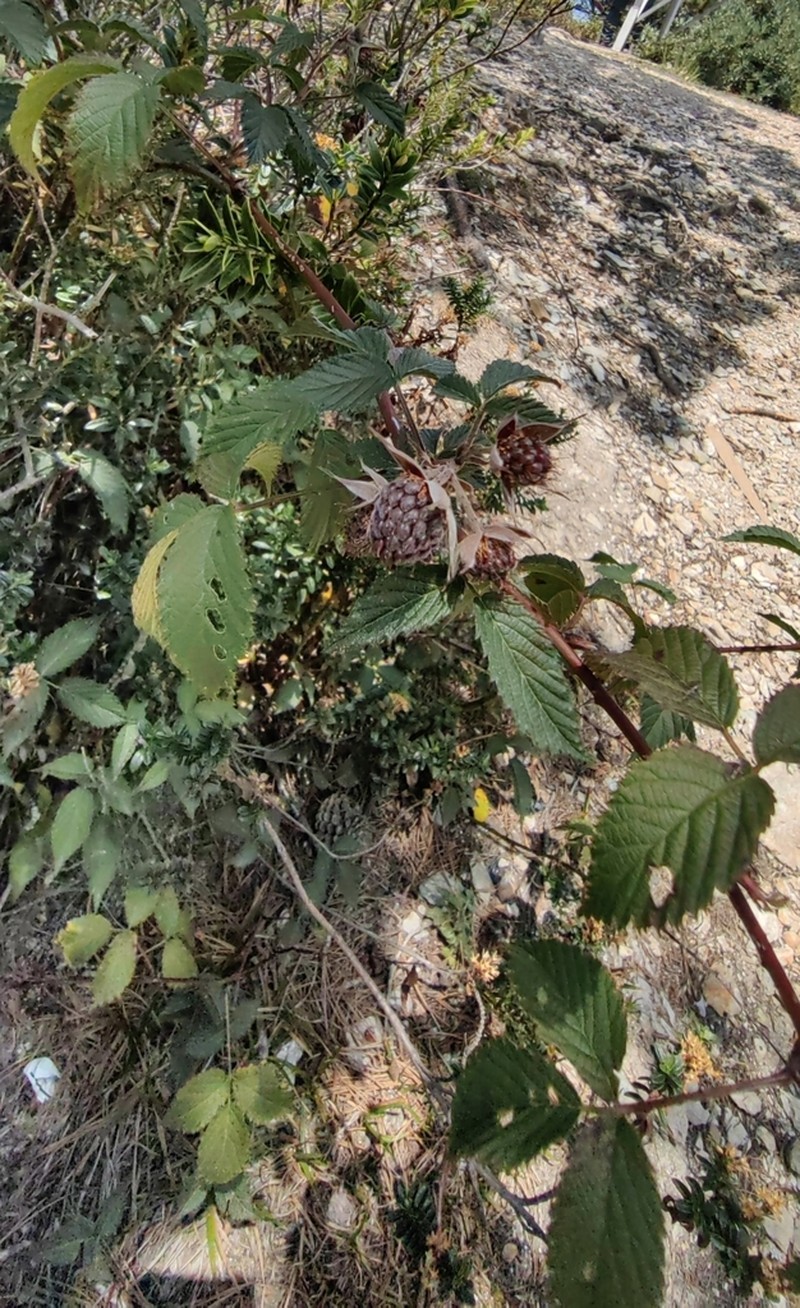 Rubus eriocarpus photo 3