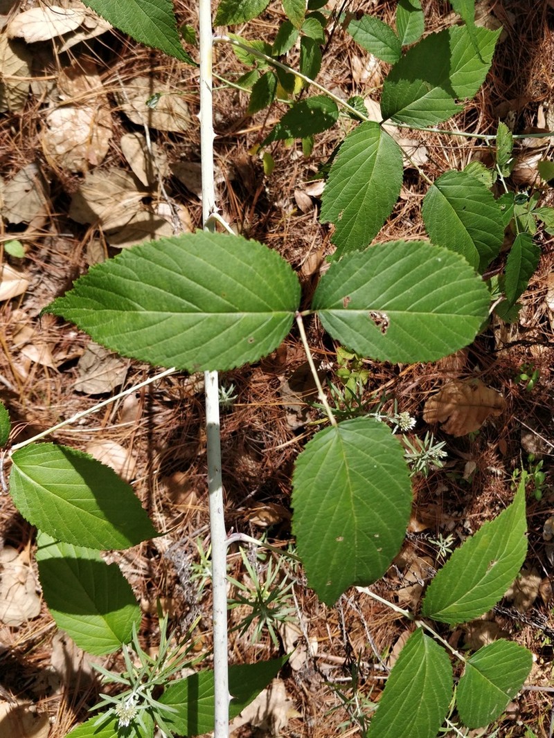 Rubus eriocarpus photo 4