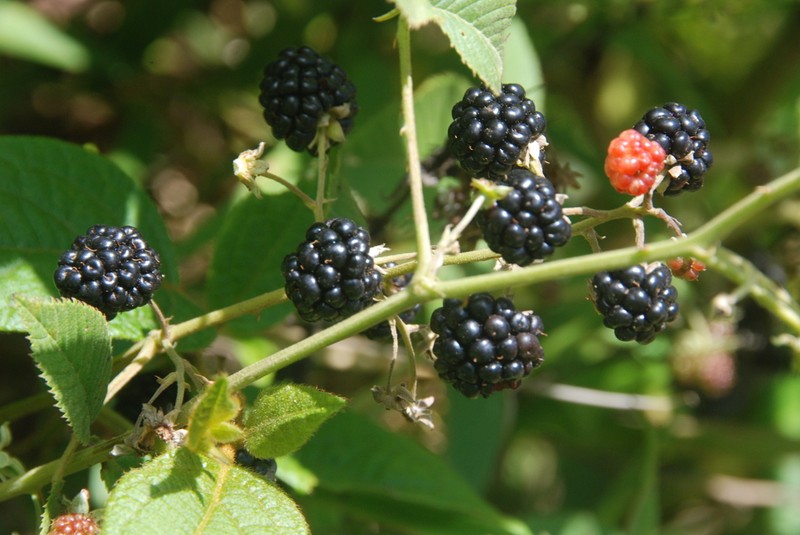 Rubus eriocarpus photo 5