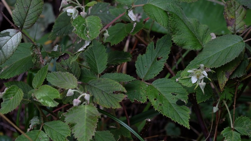 Rubus eriocarpus photo 6