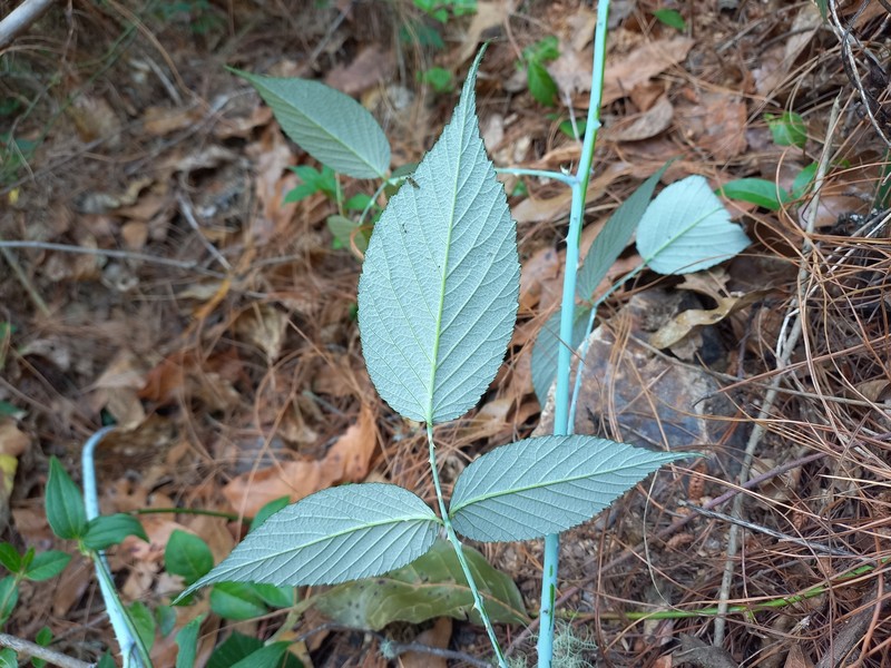 Rubus eriocarpus photo 8