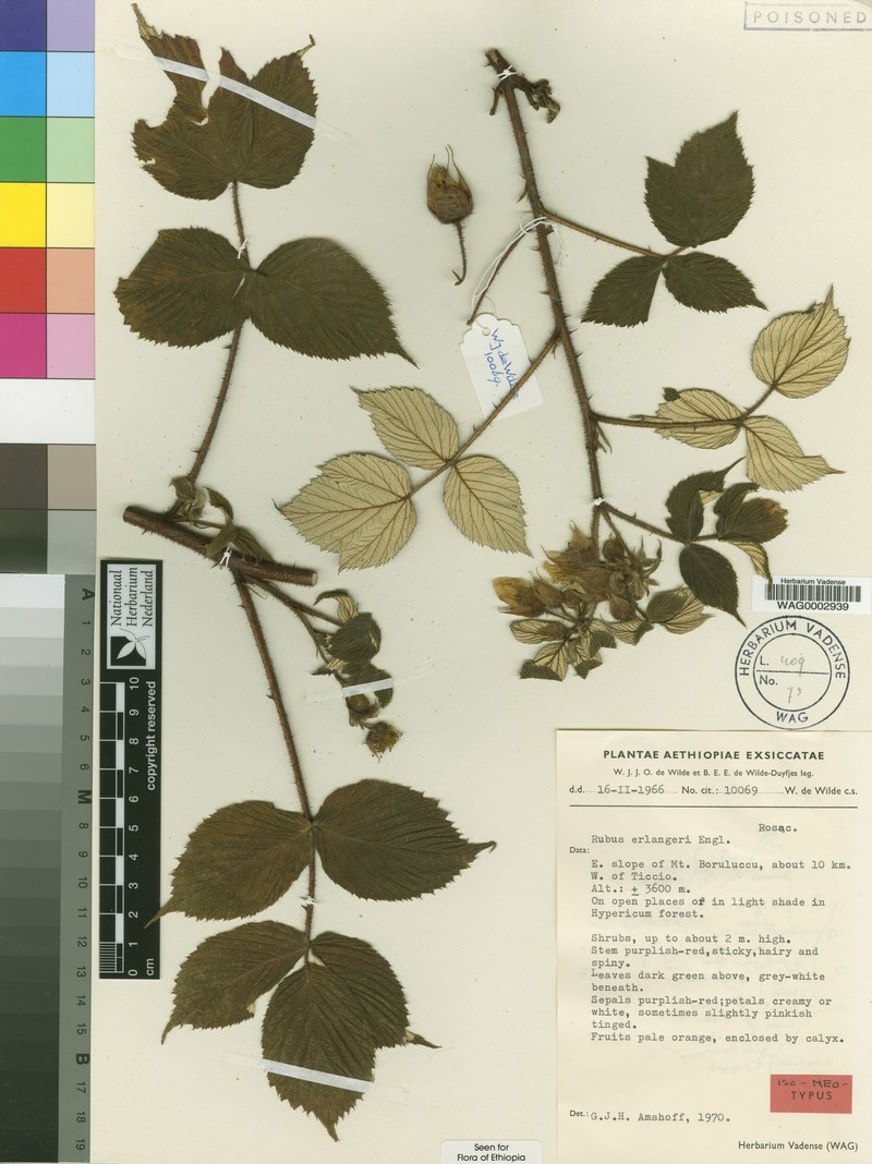 Rubus erlangeri