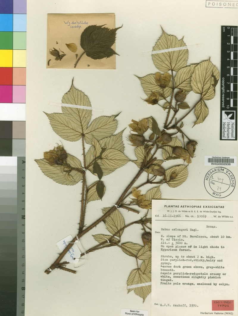 Rubus erlangeri photo 2
