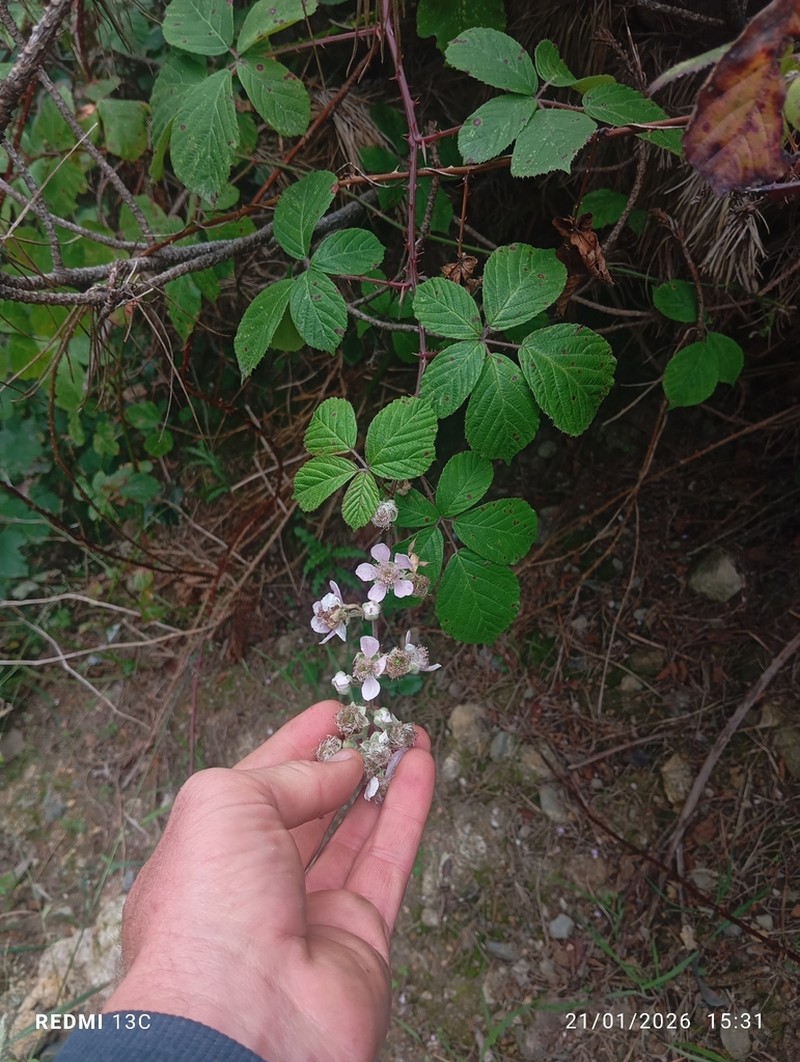 Rubus errabundus