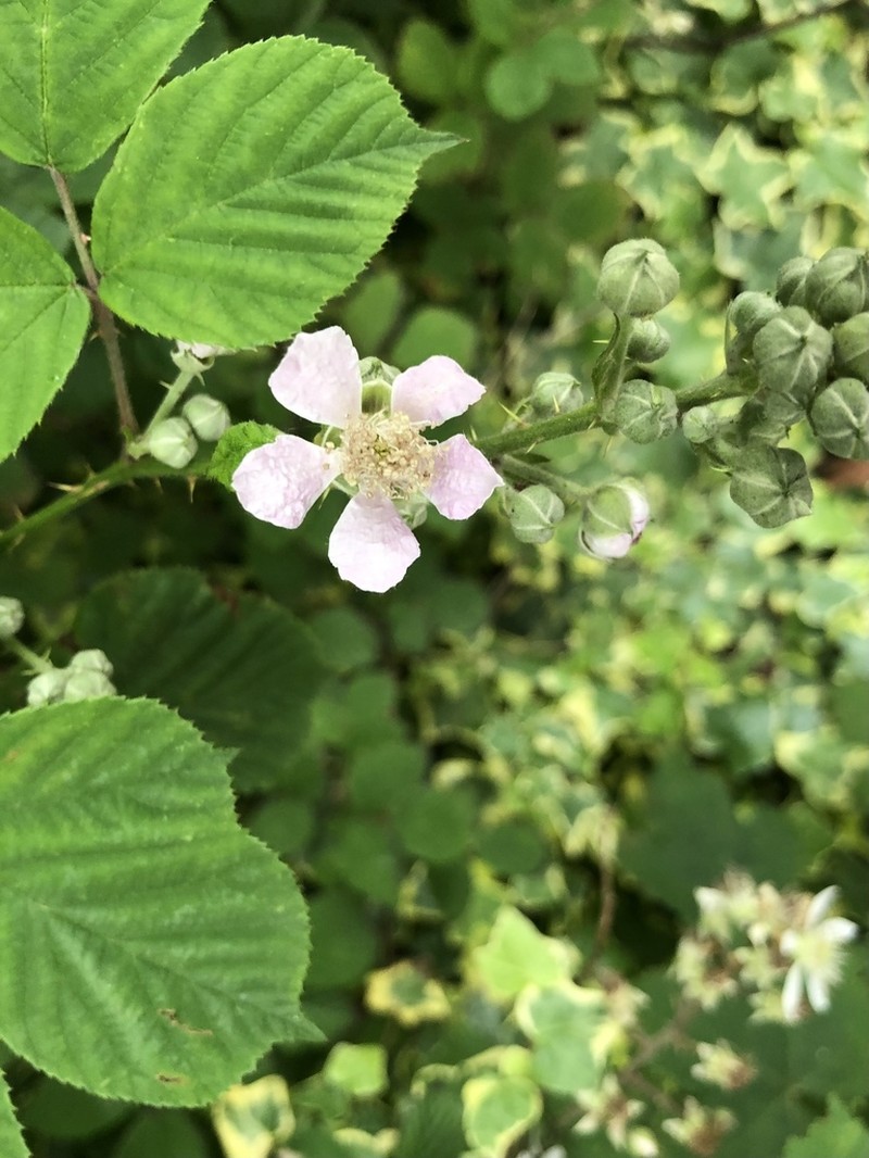 Rubus errabundus photo 2