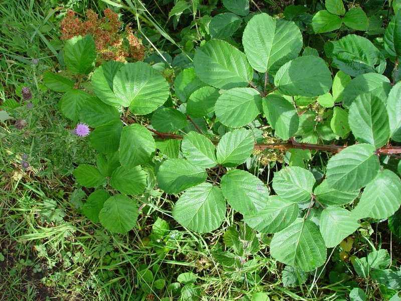 Rubus errabundus photo 3