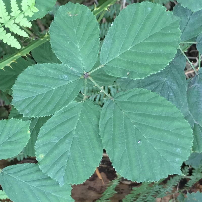 Rubus errabundus photo 4