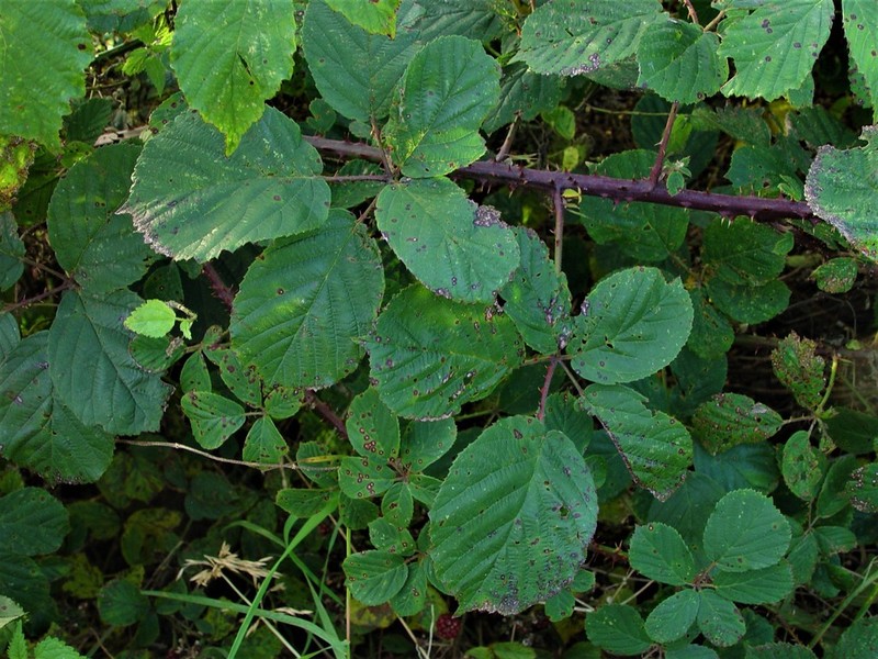 Rubus errabundus photo 5