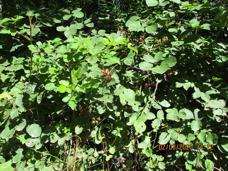 Rubus errabundus photo 6