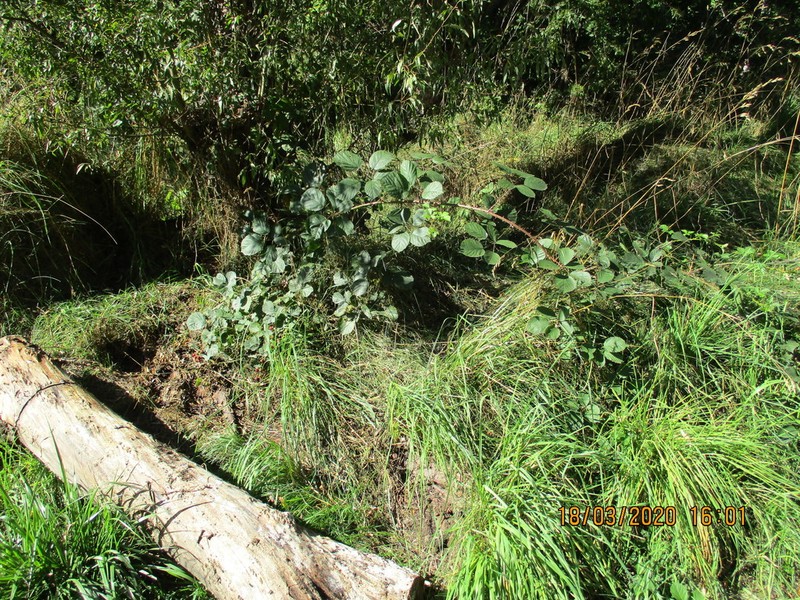 Rubus errabundus photo 7