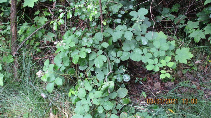 Rubus errabundus photo 8
