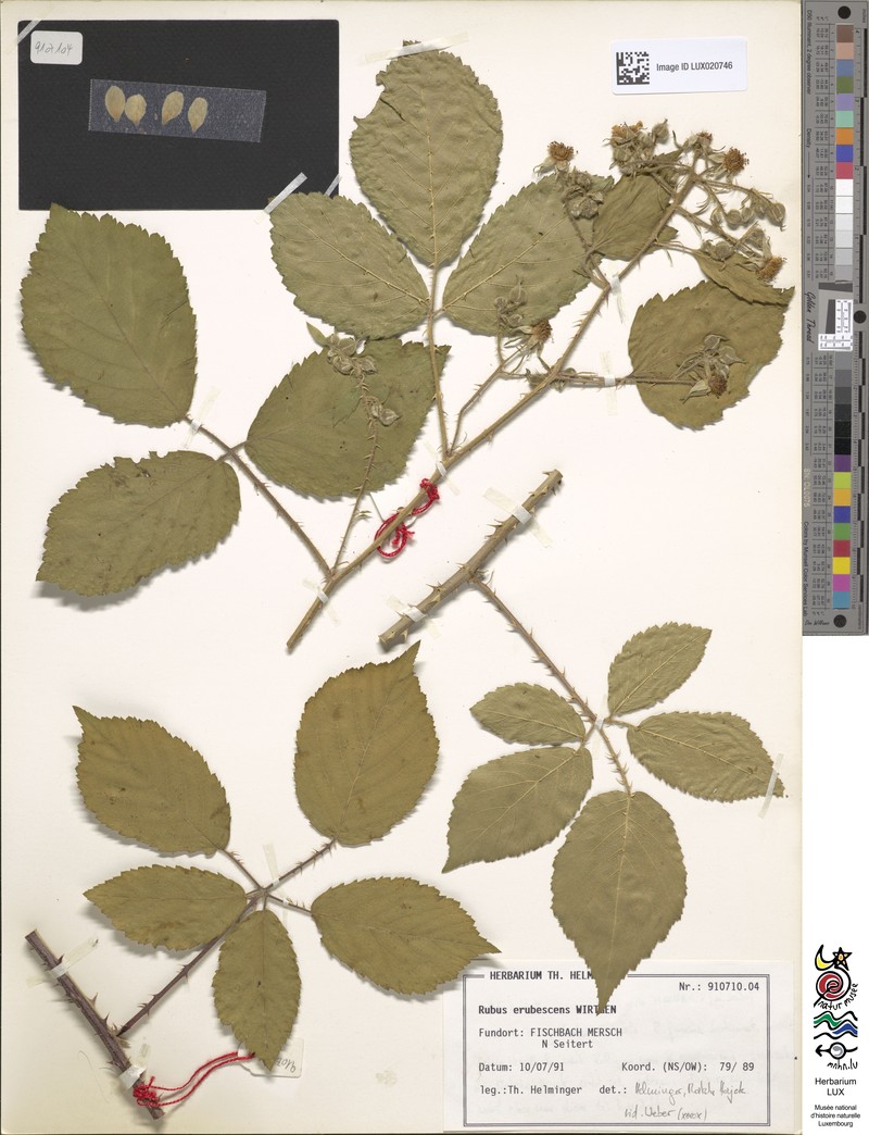 Rubus erubescens