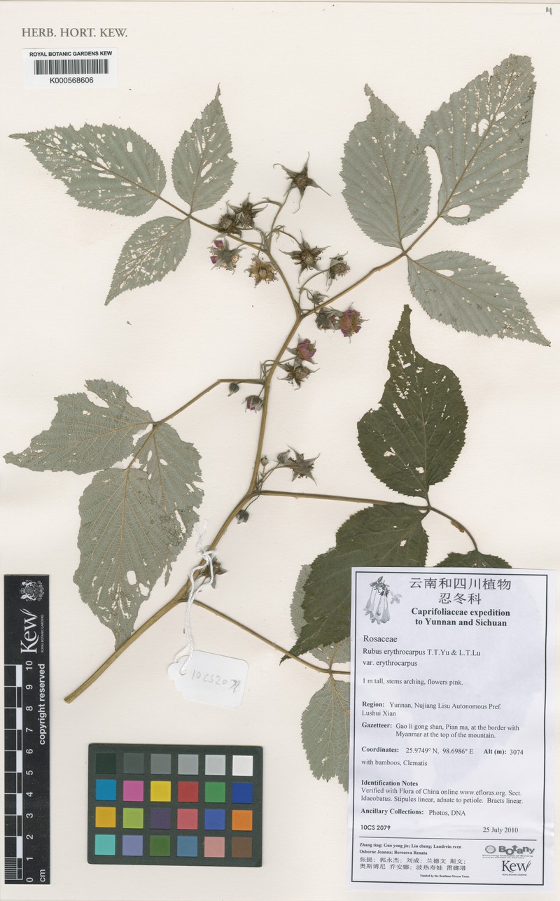 Rubus erythrocarpus
