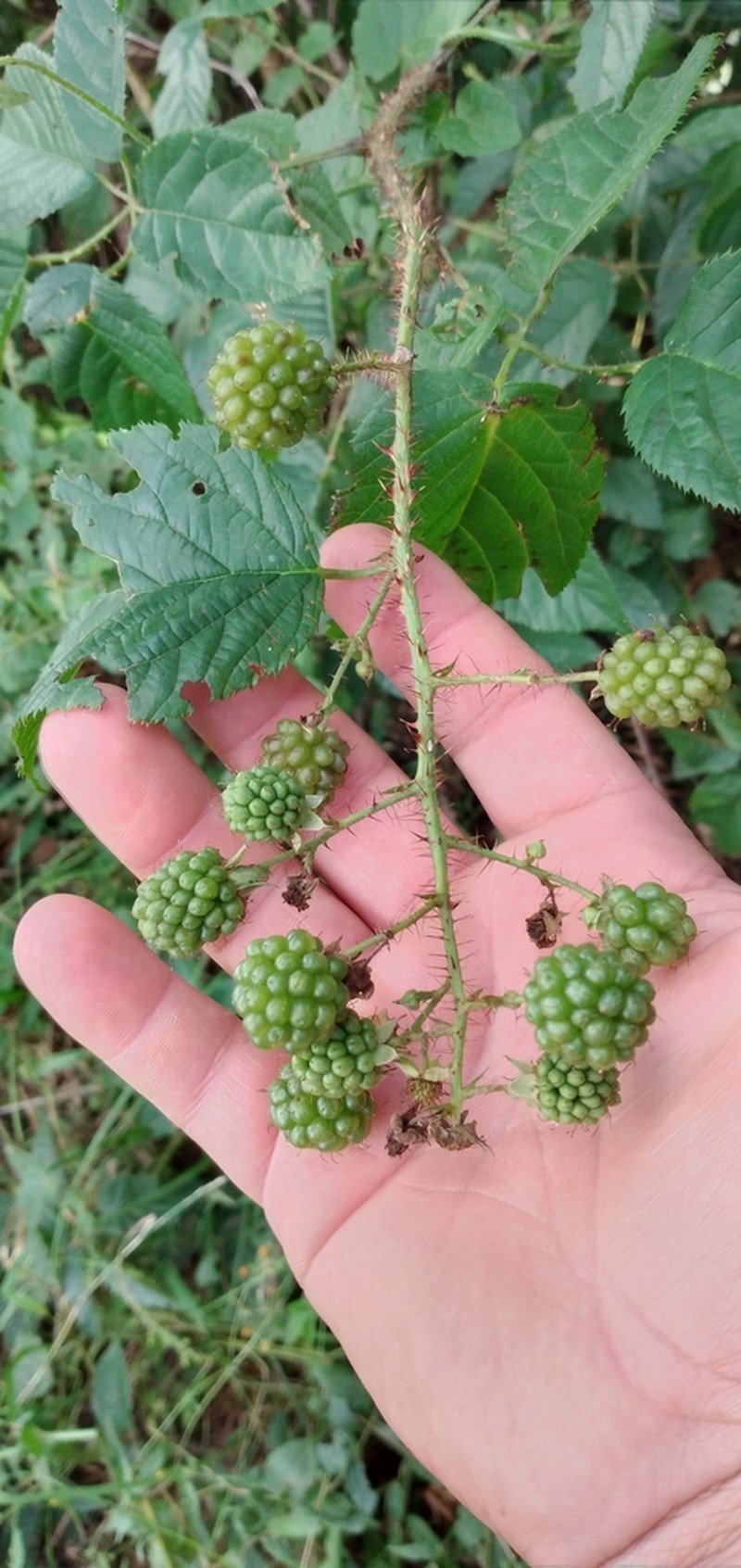 Rubus erythroclados