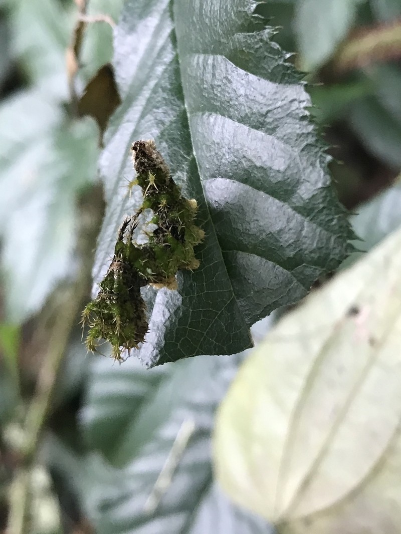 Rubus erythroclados photo 2