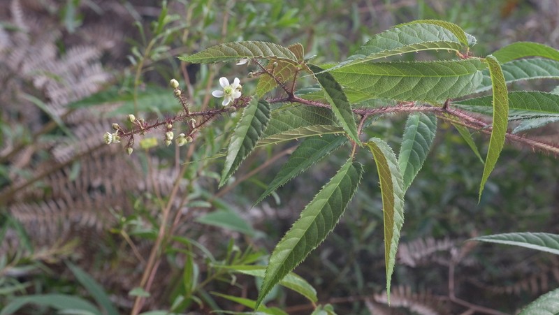 Rubus erythroclados photo 3