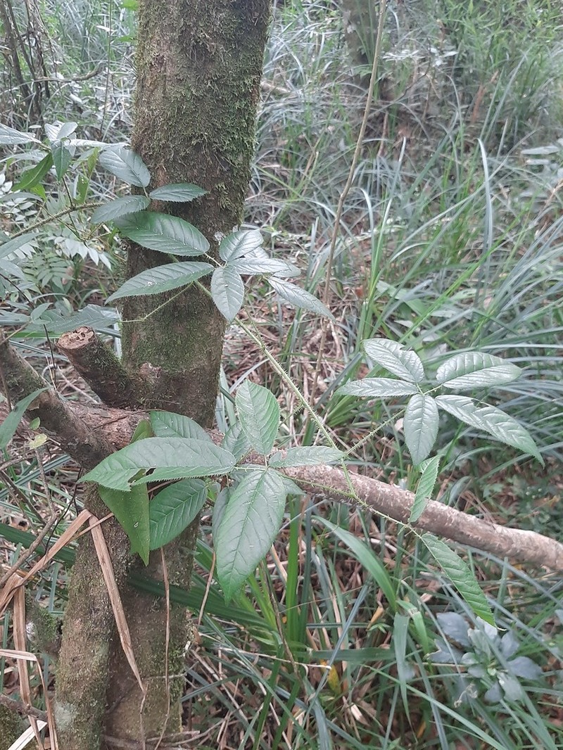 Rubus erythroclados photo 4