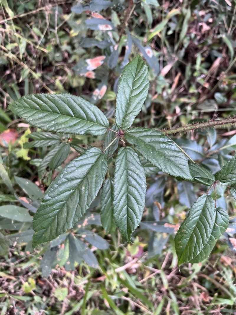 Rubus erythroclados photo 5