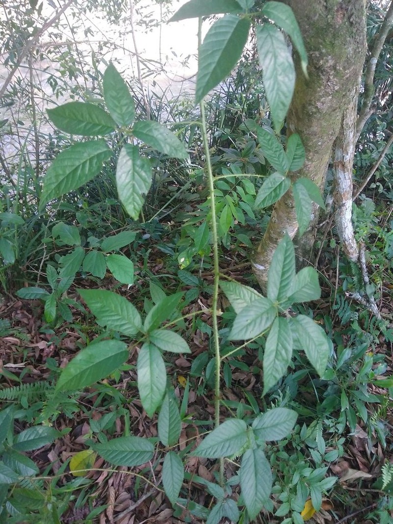 Rubus erythroclados photo 7