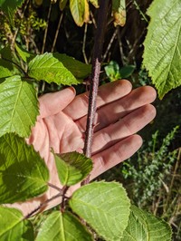 Rubus erythrops