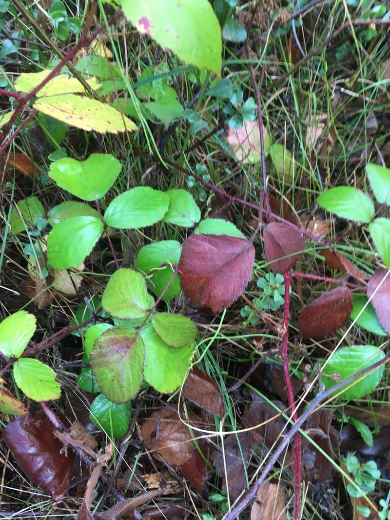 Rubus erythrops photo 2