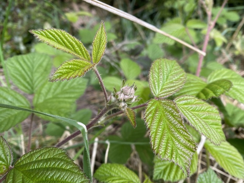 Rubus erythrops photo 3