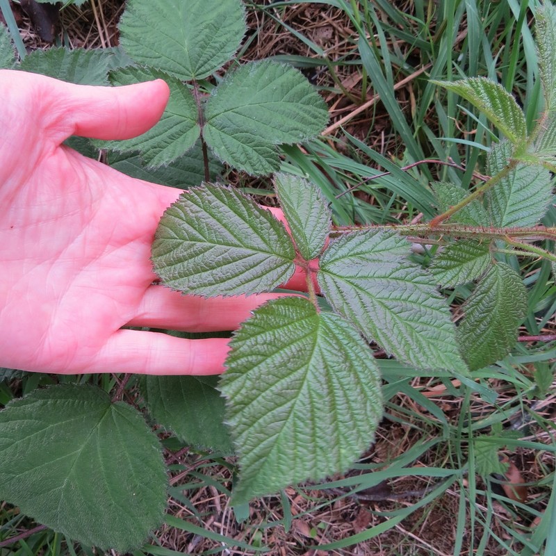 Rubus erythrops photo 4