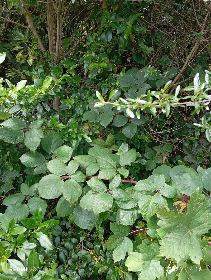 Rubus erythrops photo 6