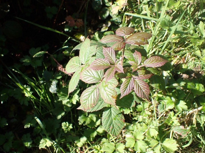 Rubus erythrops photo 7