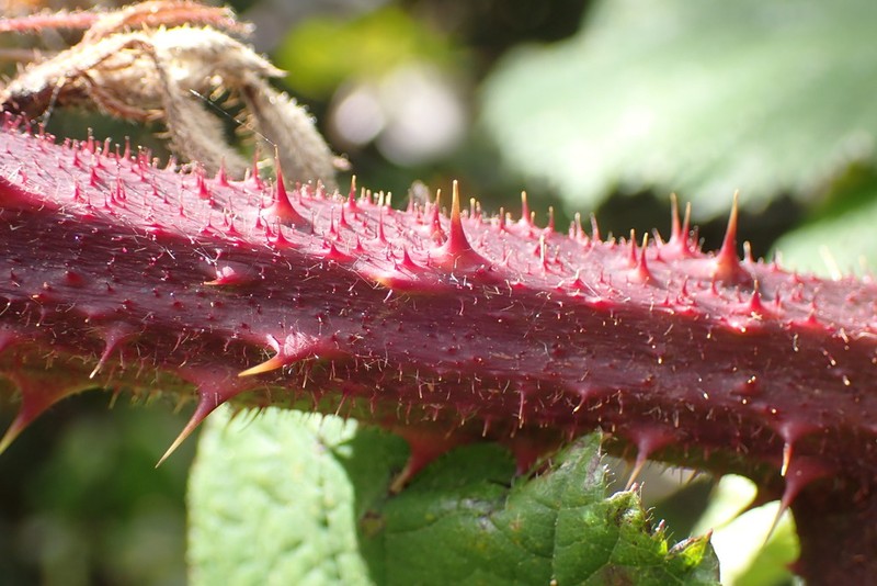Rubus erythrops photo 8