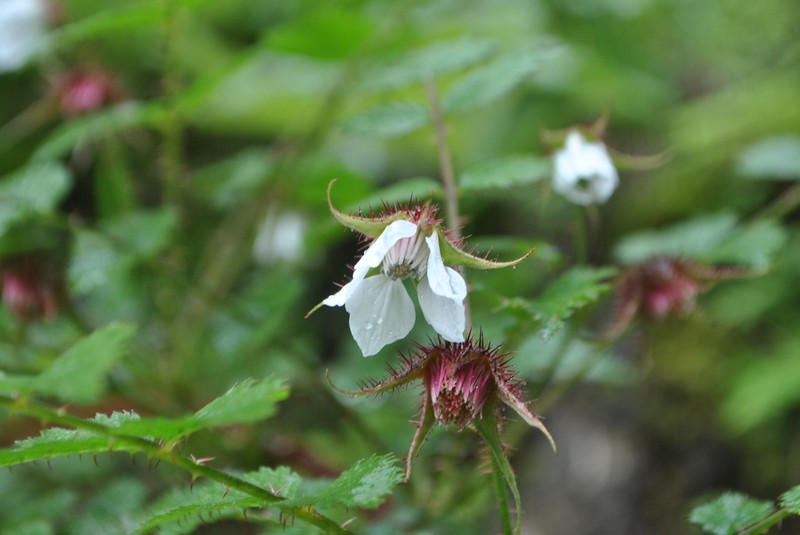 Rubus eucalyptus