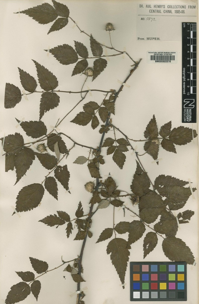 Rubus eucalyptus photo 2