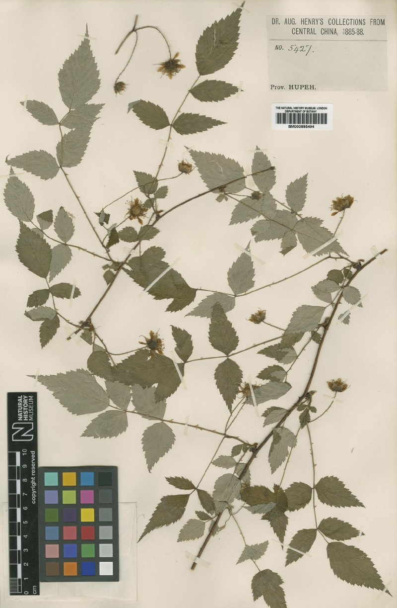 Rubus eucalyptus photo 3