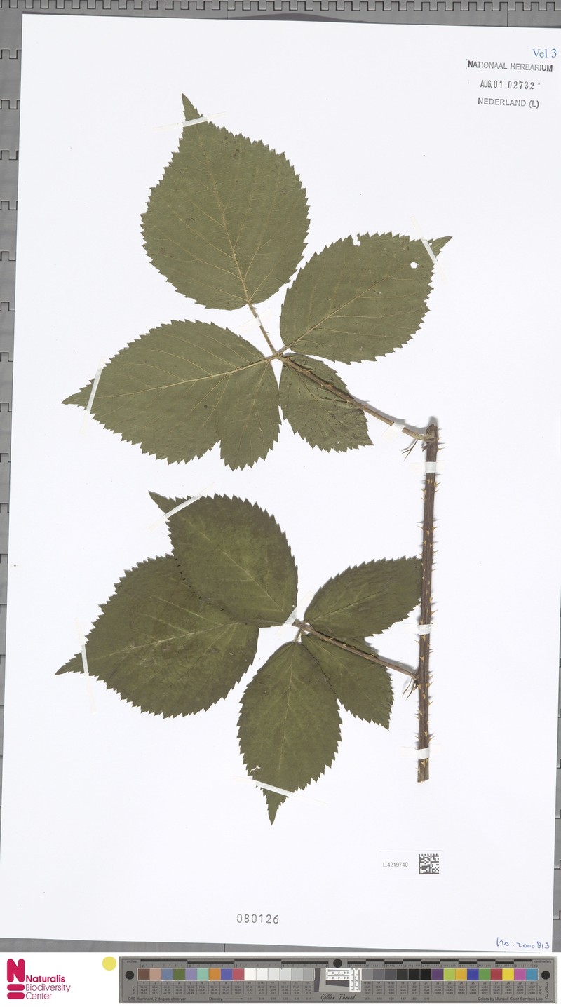 Rubus euchloos