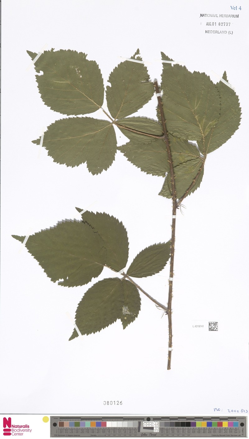 Rubus euchloos photo 2