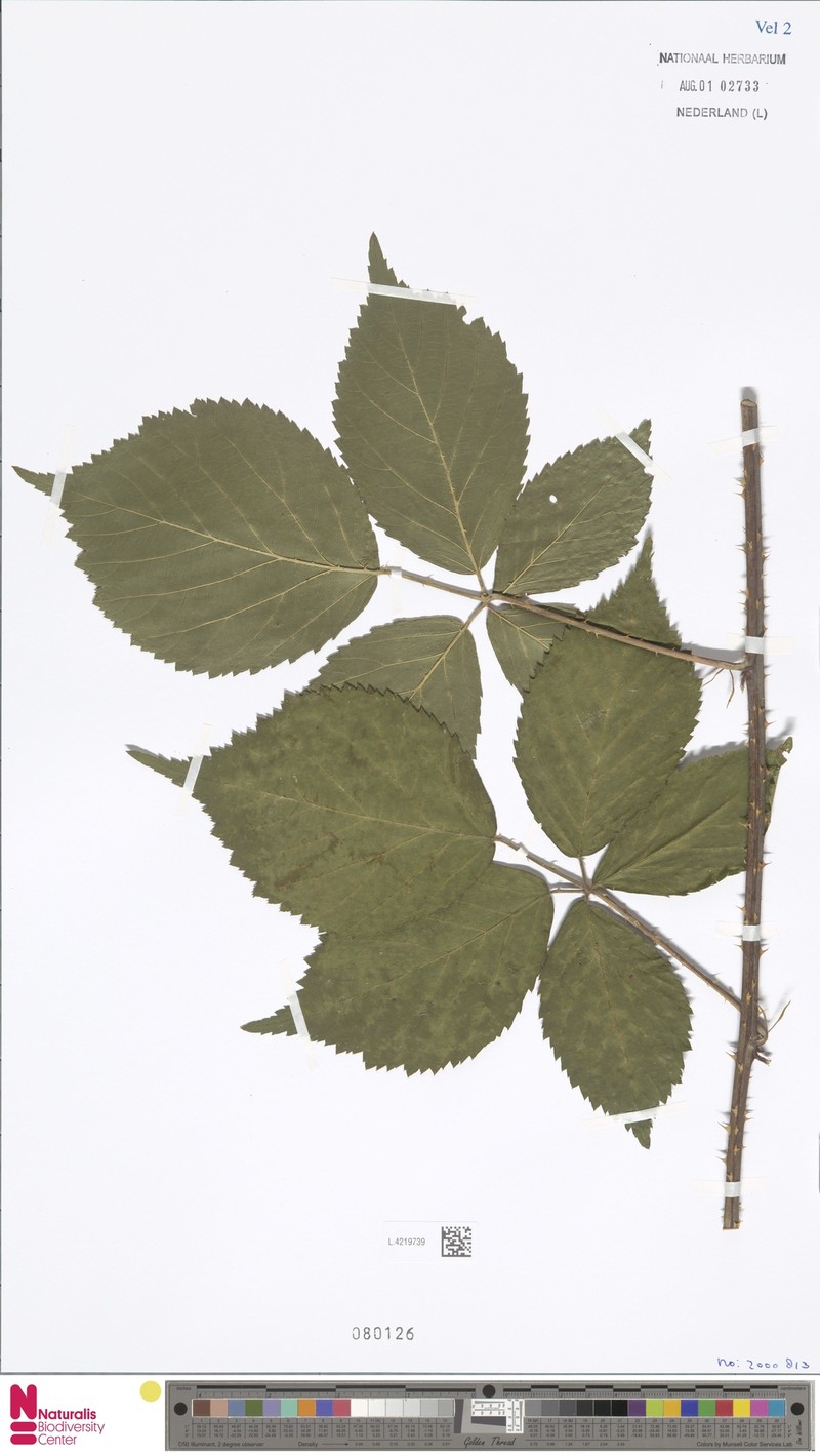 Rubus euchloos photo 3