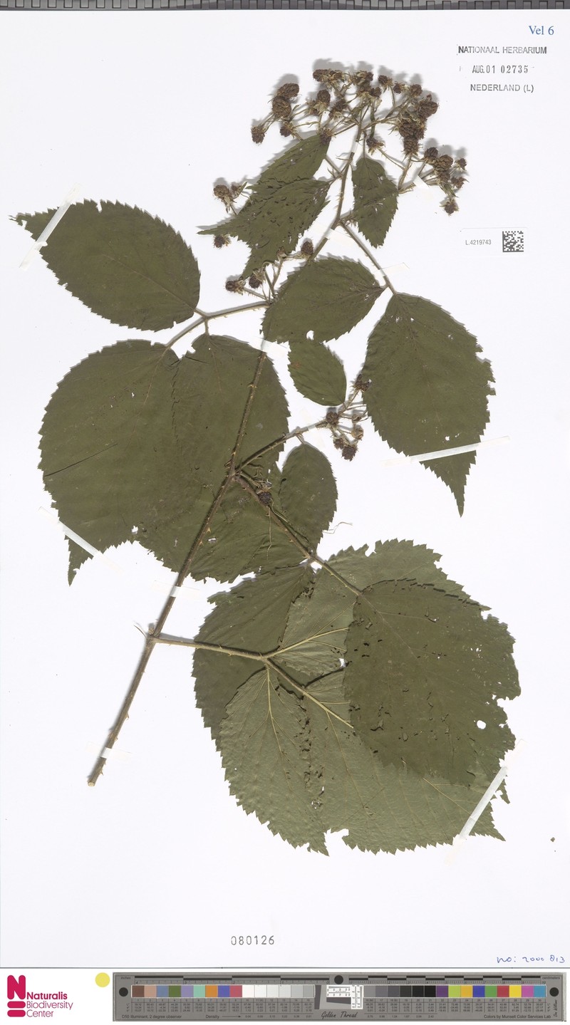 Rubus euchloos photo 4