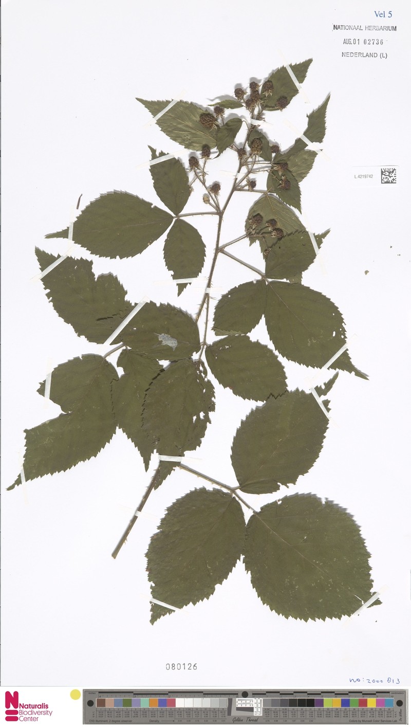 Rubus euchloos photo 5