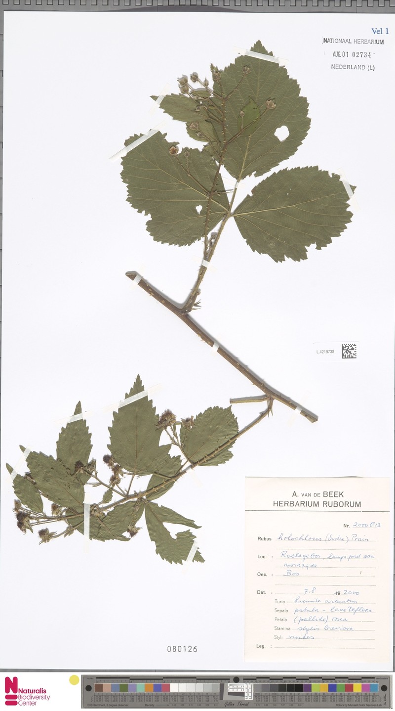 Rubus euchloos photo 6