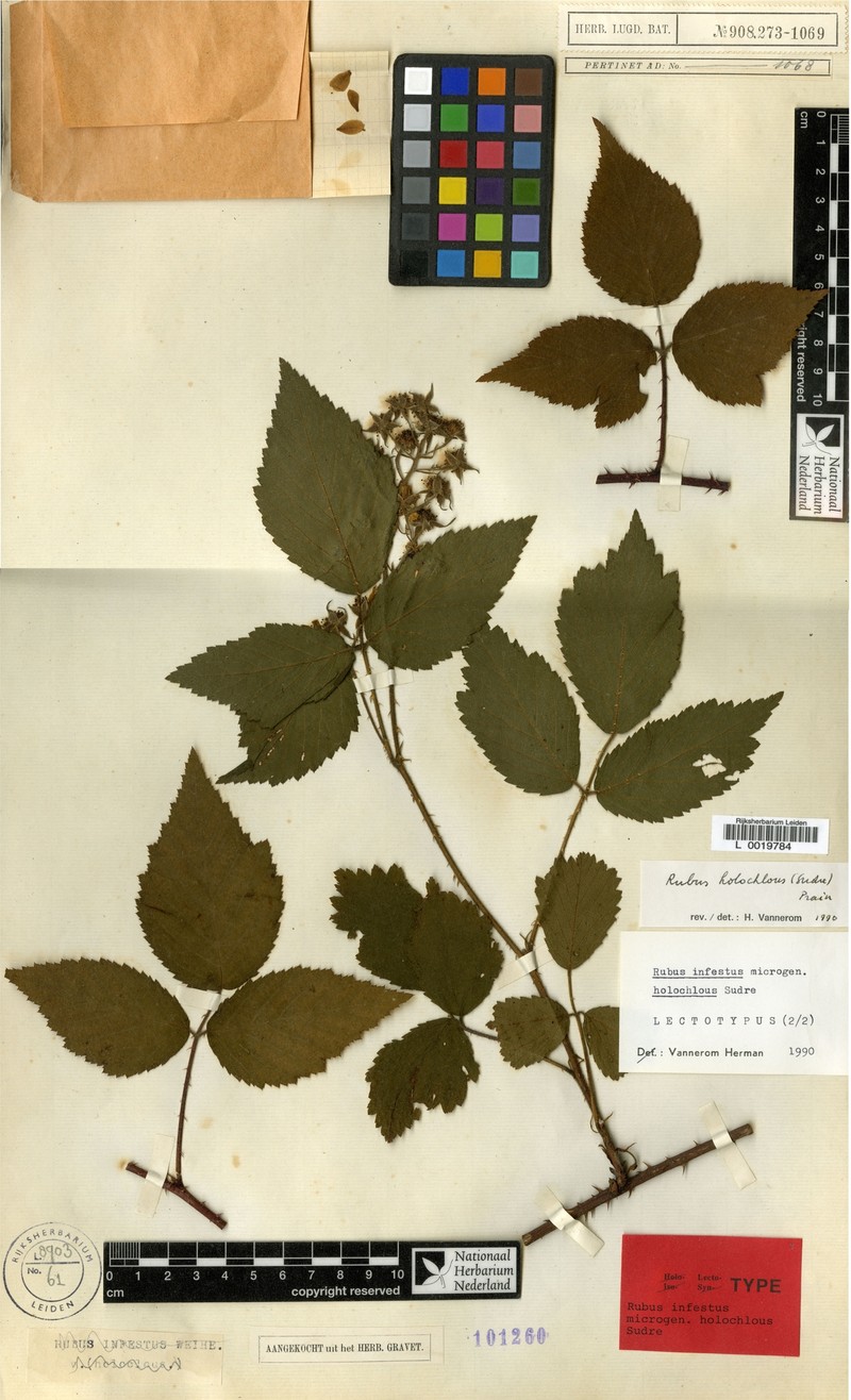 Rubus euchloos photo 7