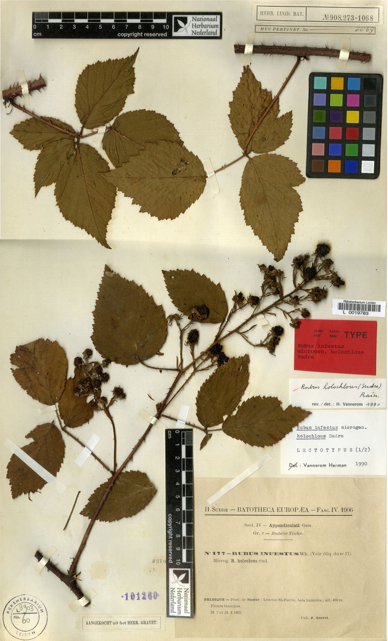 Rubus euchloos photo 8