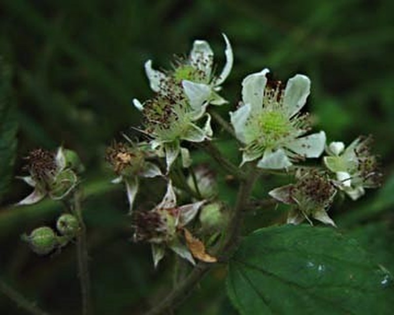 Rubus euryanthemus photo 3
