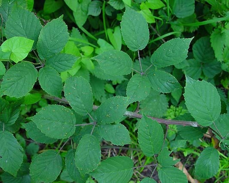 Rubus euryanthemus photo 4