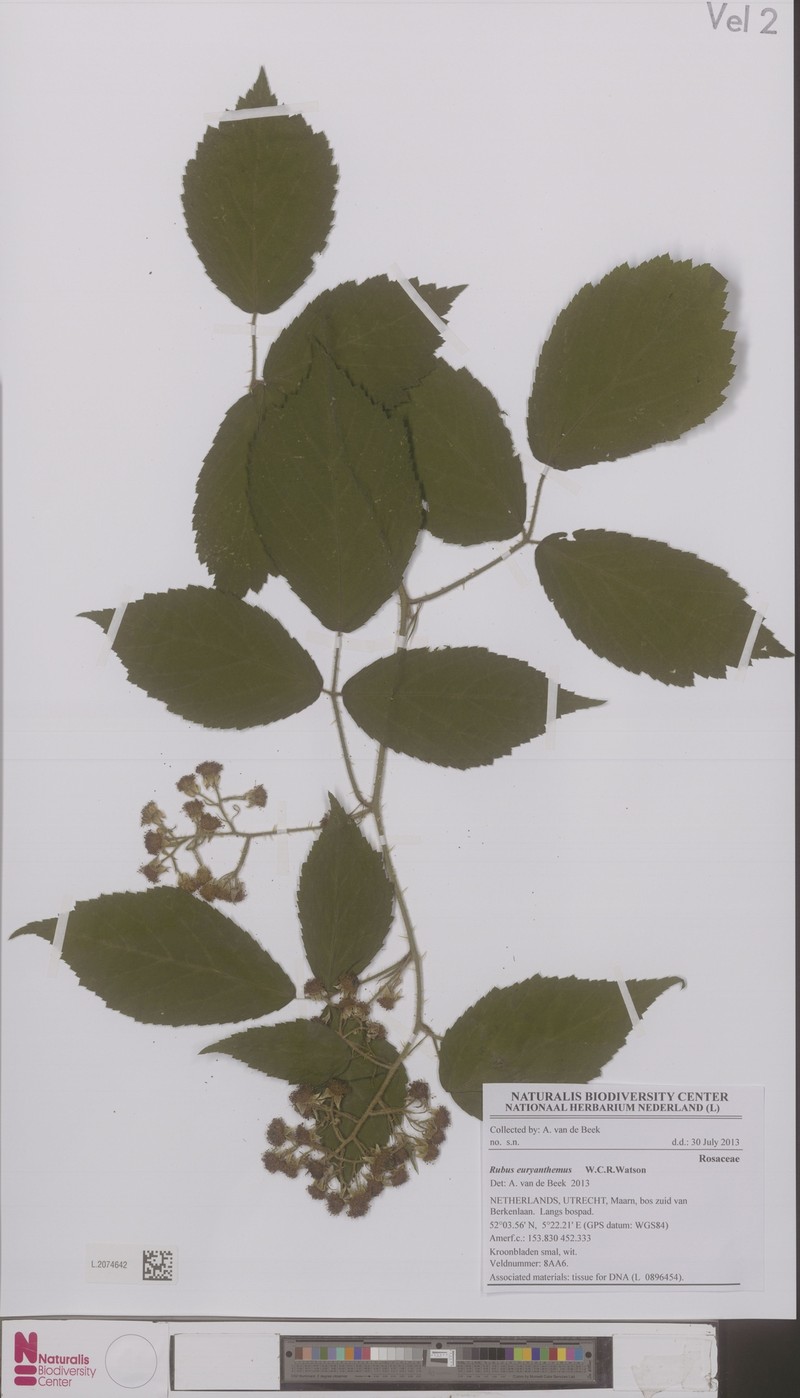 Rubus euryanthemus photo 5