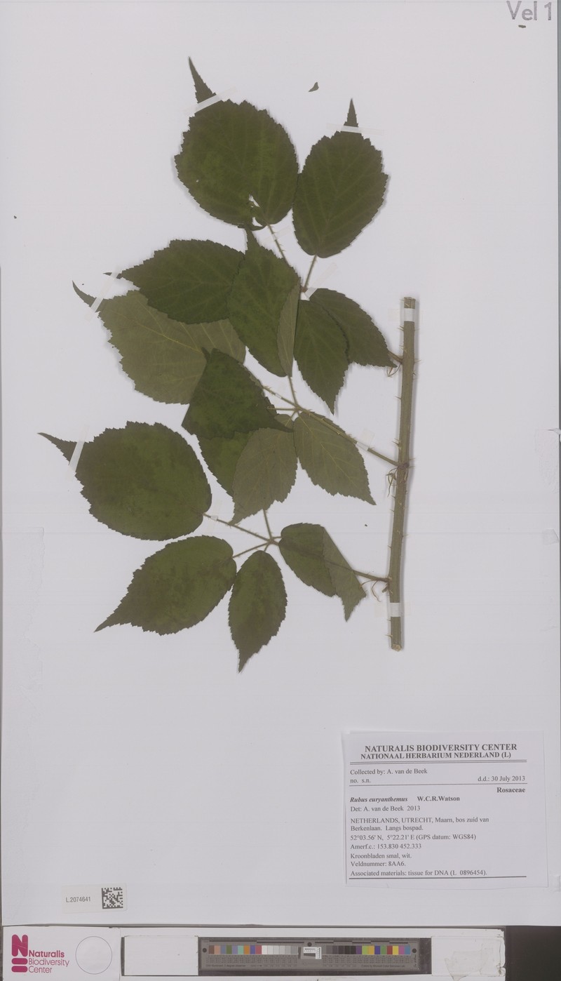 Rubus euryanthemus photo 6