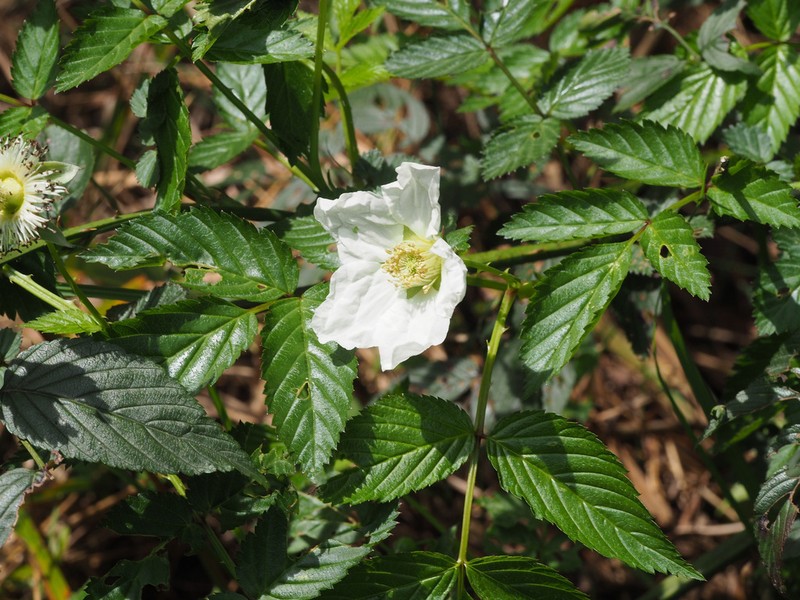 Rubus eustephanos