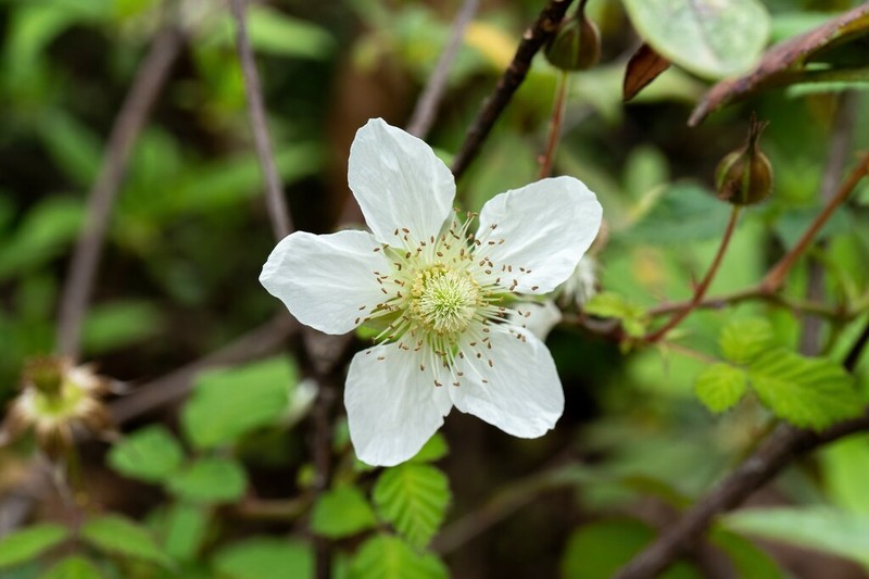 Rubus eustephanos photo 2