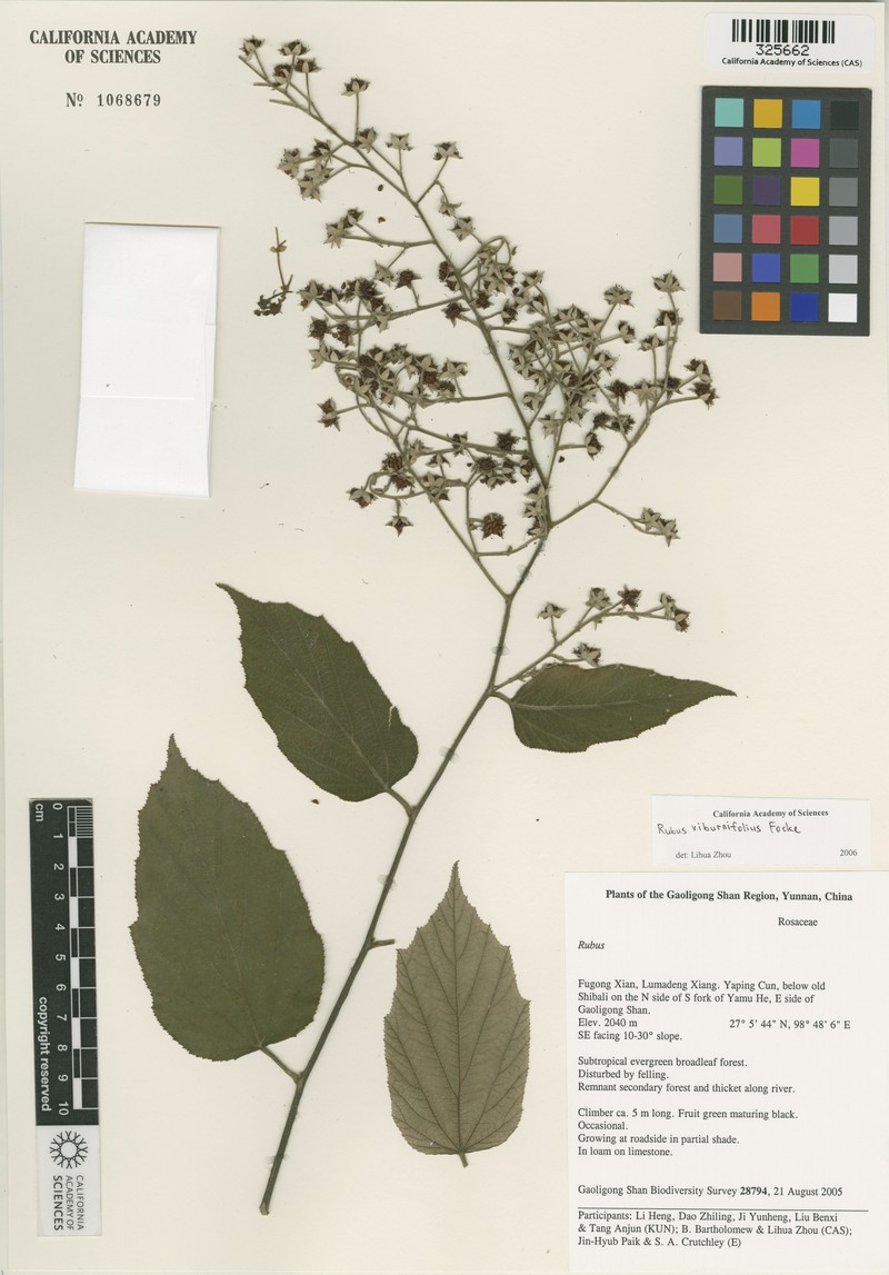 Rubus evadens