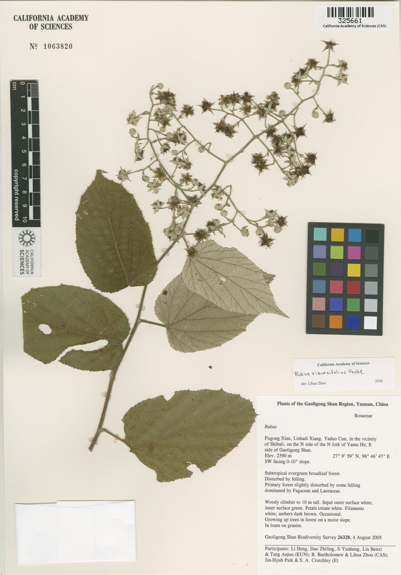 Rubus evadens photo 2
