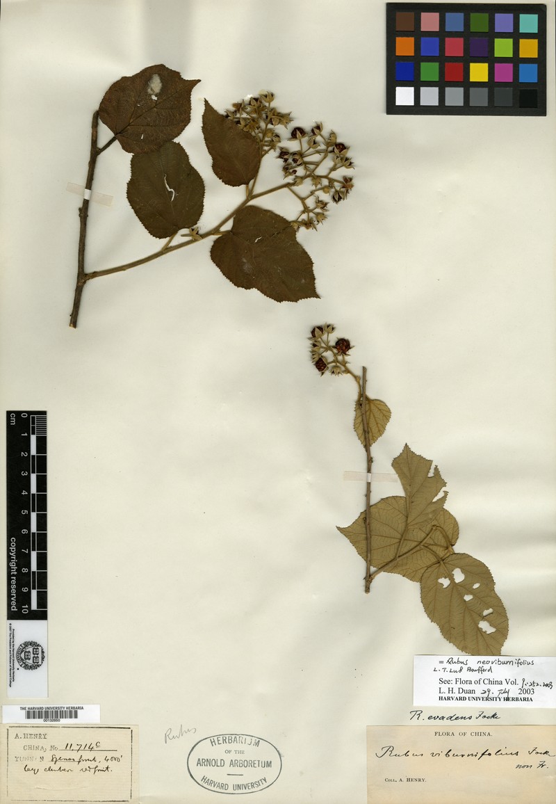 Rubus evadens photo 3